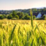 216-2160081_wallpaper-wheat-field-countryside-farm-wheat-mobile