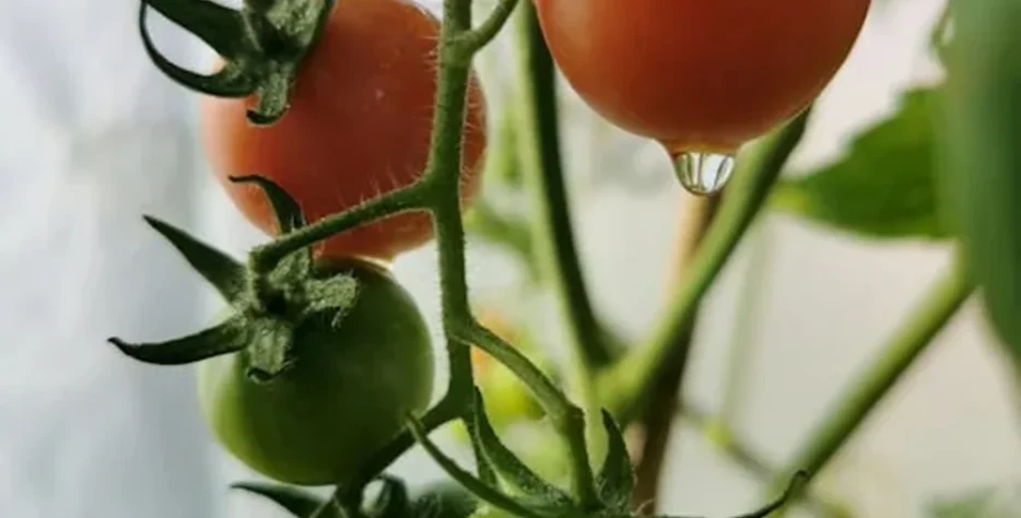 Organic farms avoid toxic inputs, improve soil health, grow clean, sustainable food that supports nature.