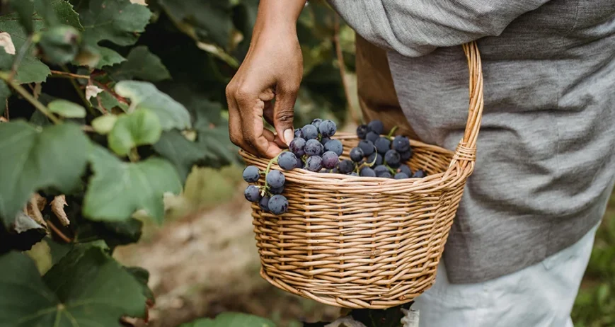 Organic farms avoid toxic inputs, improve soil health, grow clean, sustainable food that supports nature.